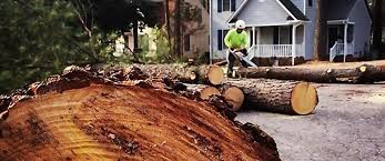 Best Tree Cabling and Bracing  in Weyers Cave, VA