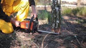 Best Tree Mulching  in Weyers Cave, VA