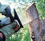 Best Tree Disease Treatment  in Weyers Cave, VA