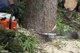 Best Tree Maintenance Programs  in Weyers Cave, VA