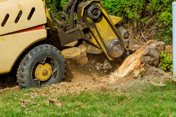 Best Pest Control for Lawns  in Weyers Cave, VA