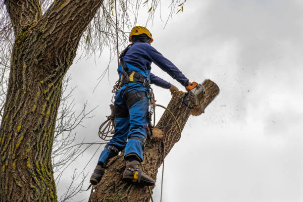 Best Utility Line Clearance  in Weyers Cave, VA