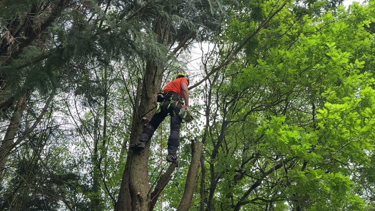 Trusted Weyers Cave, VA Tree Services Experts