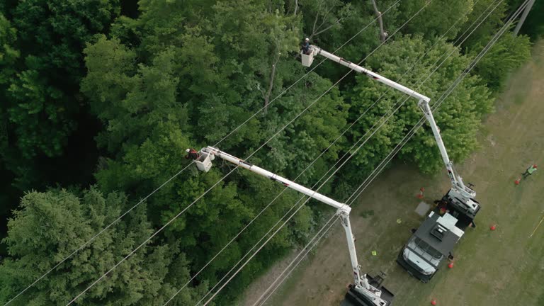 Best Tree Risk Assessment  in Weyers Cave, VA