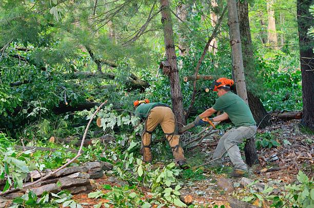 Best Tree Health Inspection  in Weyers Cave, VA