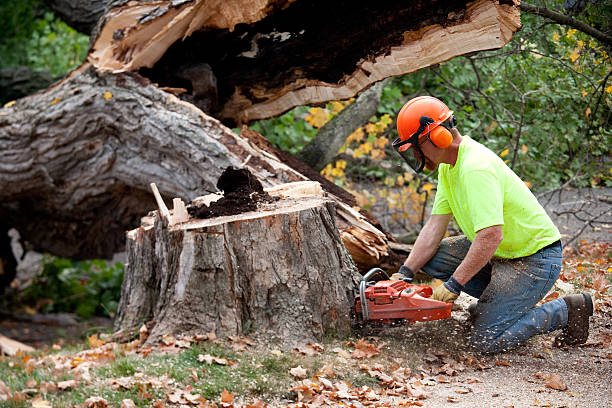 Best Stump Grinding and Removal  in Weyers Cave, VA