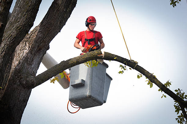 How Our Tree Care Process Works  in  Weyers Cave, VA