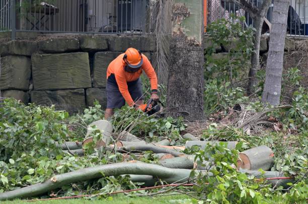 Best Tree Risk Assessment  in Weyers Cave, VA