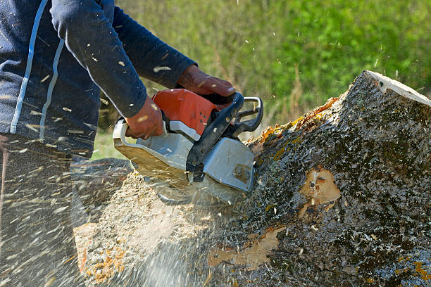 Best Arborist Consultation Services  in Weyers Cave, VA