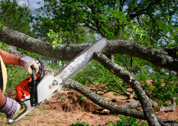 Best Commercial Tree Services  in Weyers Cave, VA