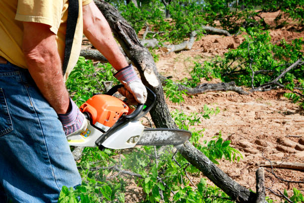 Best Hazardous Tree Removal  in Weyers Cave, VA